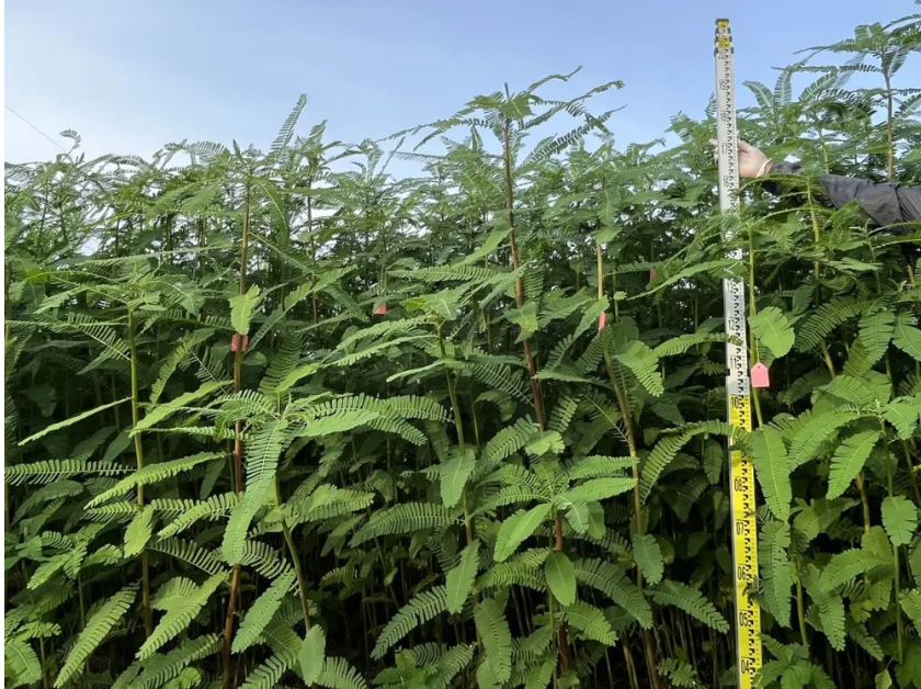 畝產(chǎn)飼草超2噸！我國(guó)生物改良鹽堿地技術(shù)新進(jìn)展