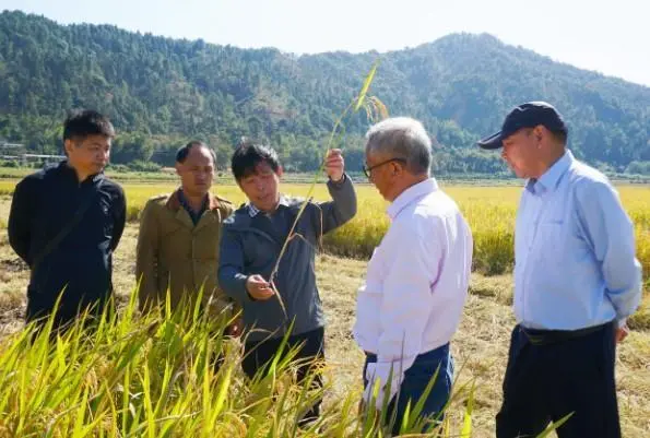 低產“養(yǎng)鴨稻”變全國領先“高產稻”